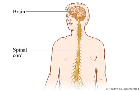 Central Nervous System | University of Michigan Health System