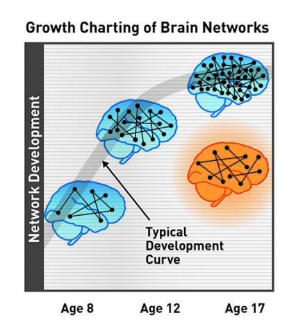 Windows Of Opportunity In Brain Development Chart
