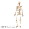 Skeleton showing the bones in the body
