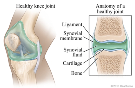 Healthy knee joint, with detail showing synovial membrane and fluid, ligament, cartilage, and bone