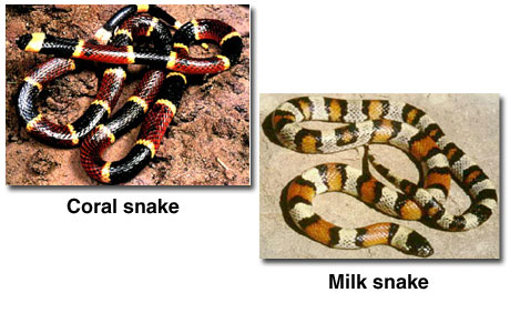 Photographs of a coral snake and a milk snake.