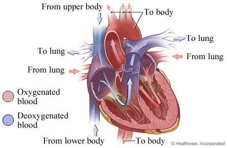 Picture of heart anatomy (blood flow)
