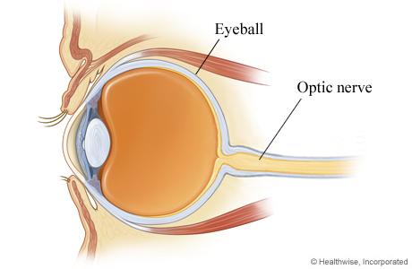 Picture of an eye cross section showing the optic nerve