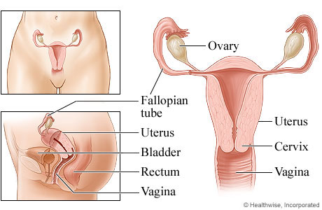 Picture of the female reproductive system