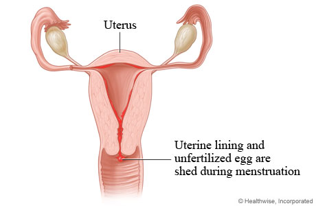 Menstrual cycle: Uterine lining is shed