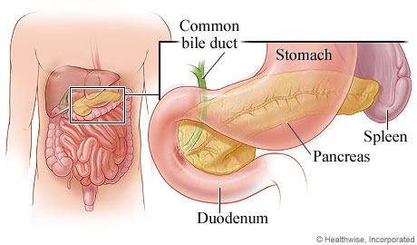 Pancreas and its location in the body