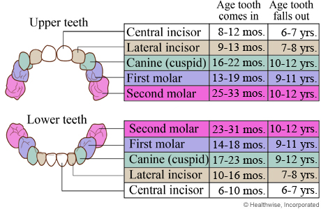 Chart showing ages when baby teeth come in and fall out