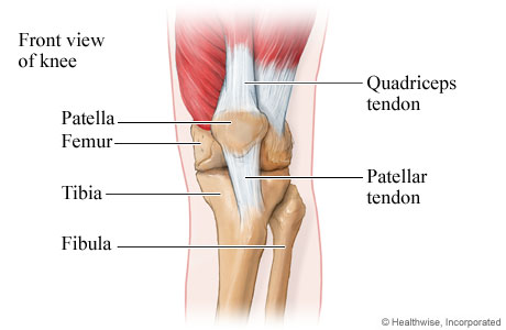 Front view of the bones and tendons of the knee