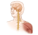 Brain, spinal cord, and shoulder muscles affected by ALS.