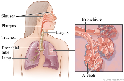 Respiratory system, with detail of bronchiole and alveoli