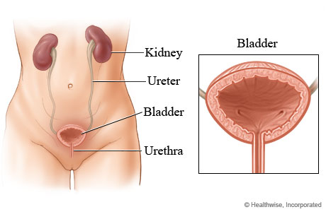 Picture of the female urinary system