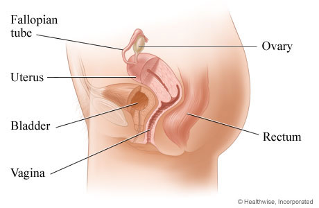 Female pelvic organs (side view)