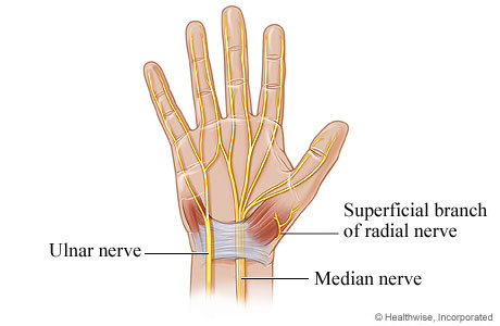 Nerves of the hand
