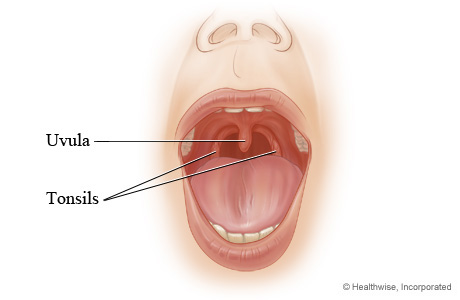 Tonsils and uvula