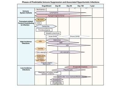 Hematopoietic Stem Cell Chart