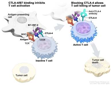 Immune checkpoint inhibitor; the panel on the left shows the binding of the T-cell receptor (TCR) to antigen and MHC proteins on the antigen-presenting cell (APC) and the binding of CD28 on the T cell to B7-1/B7-2 on the APC. It also shows the binding of B7-1/B7-2 to CTLA-4 on the T cell, which keeps the T cells in the inactive state. The panel on the right shows immune checkpoint inhibitor (anti-CTLA antibody) blocking the binding of B7-1/B7-2 to CTLA-4, which allows the T cells to be active and to kill tumor cells.