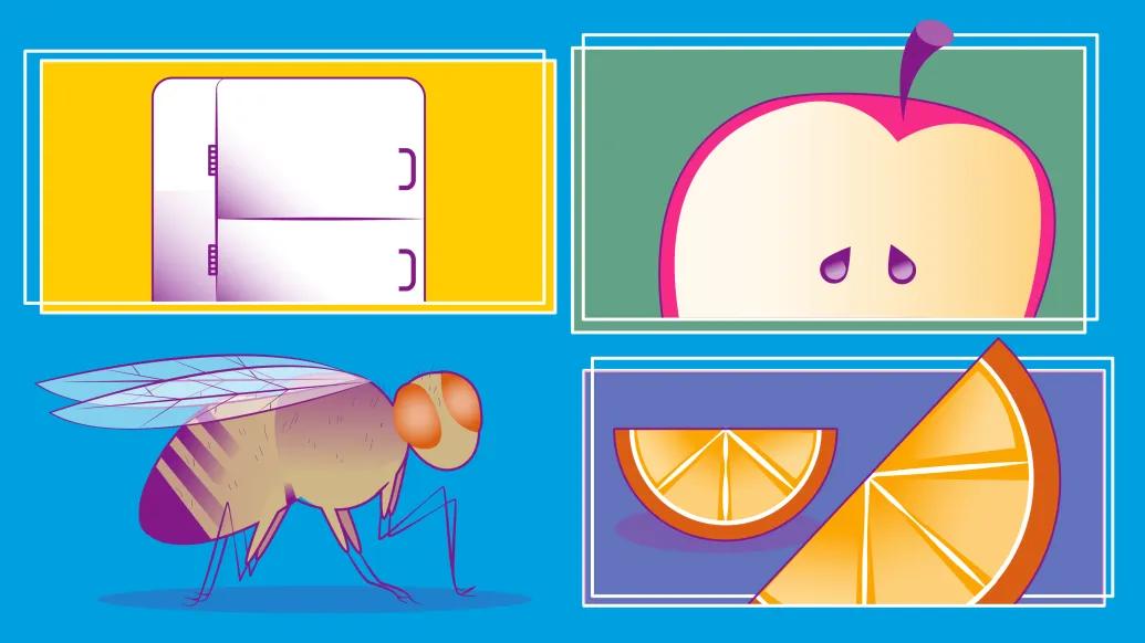fruitfly hunger refrigerator apple orange