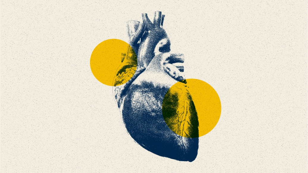 heart organ yellow blue