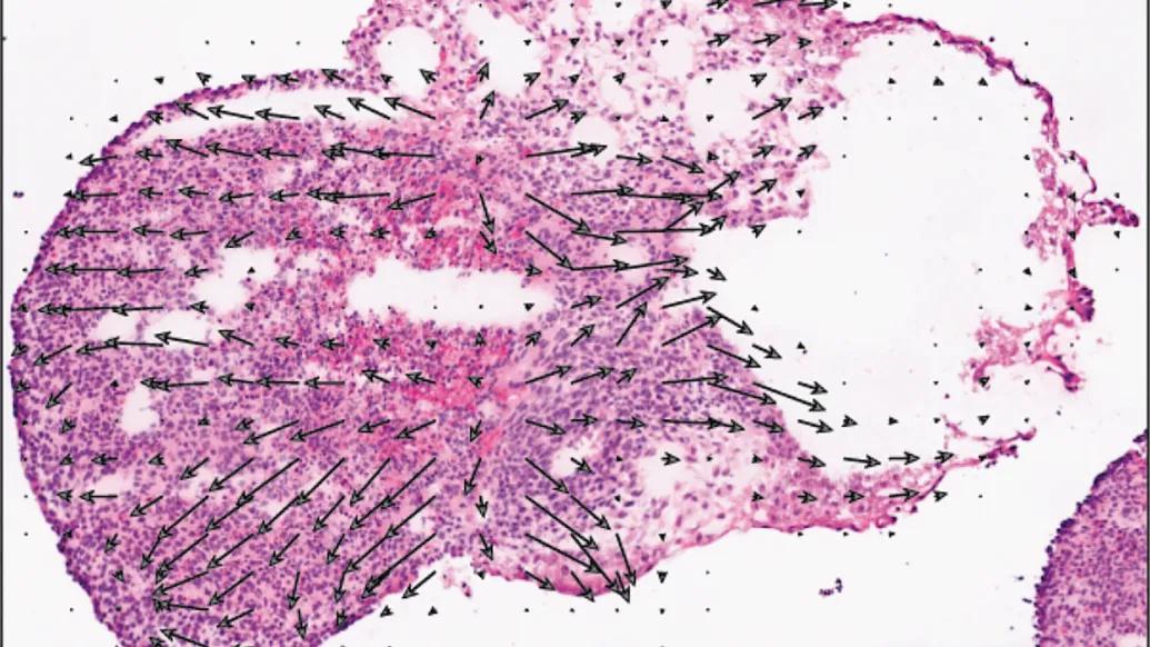 pink stain on microscopic slide