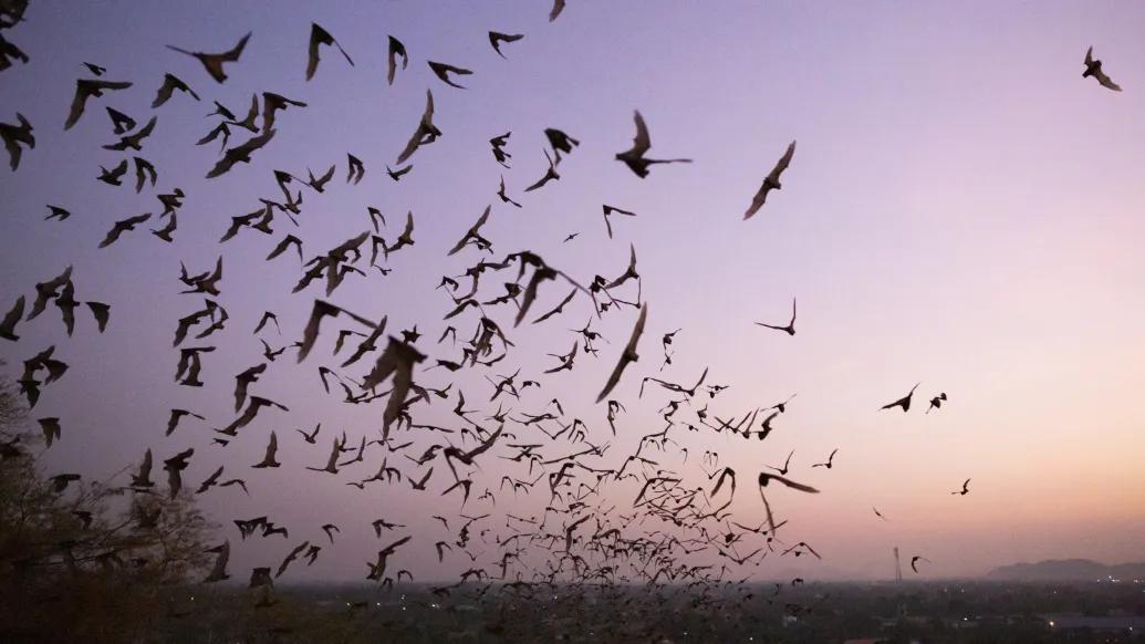 bats flying in air purple sky pink
