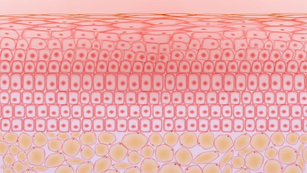 layers of skin pink to yellow