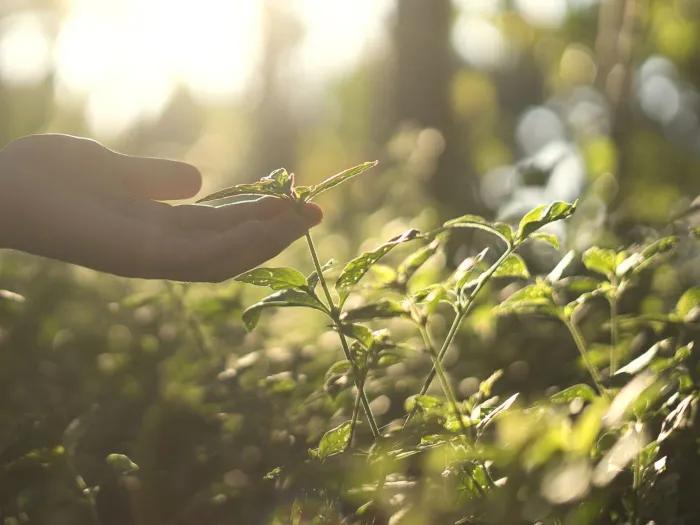 Hand holding a flower in the woods