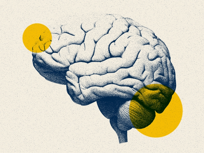 brain drawing yellow blue