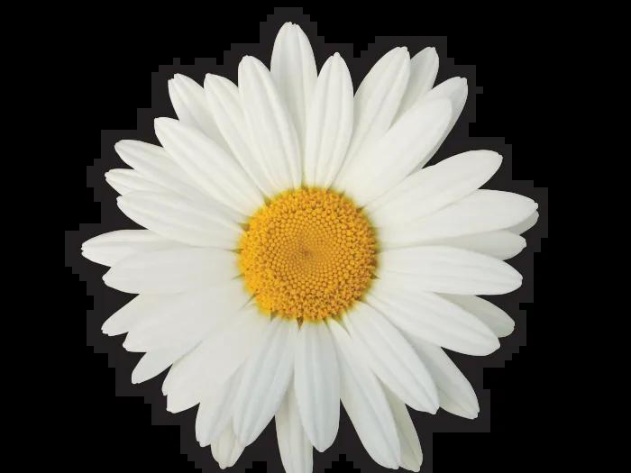 The DAISY Award Logo