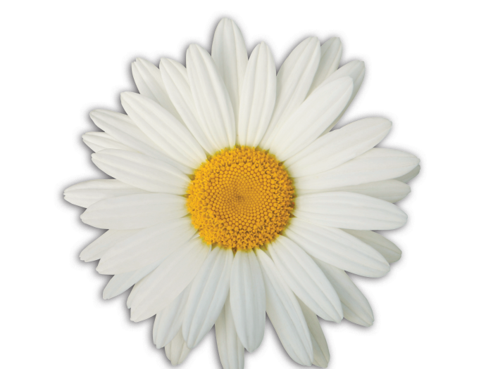 The DAISY Award Logo