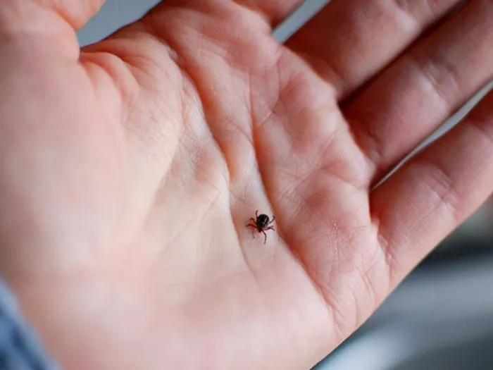 Your Child Ticks