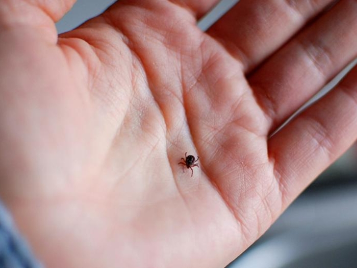Your Child Ticks