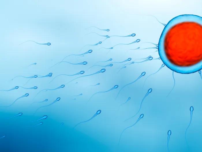 sperm moving to cell all blue and cell red