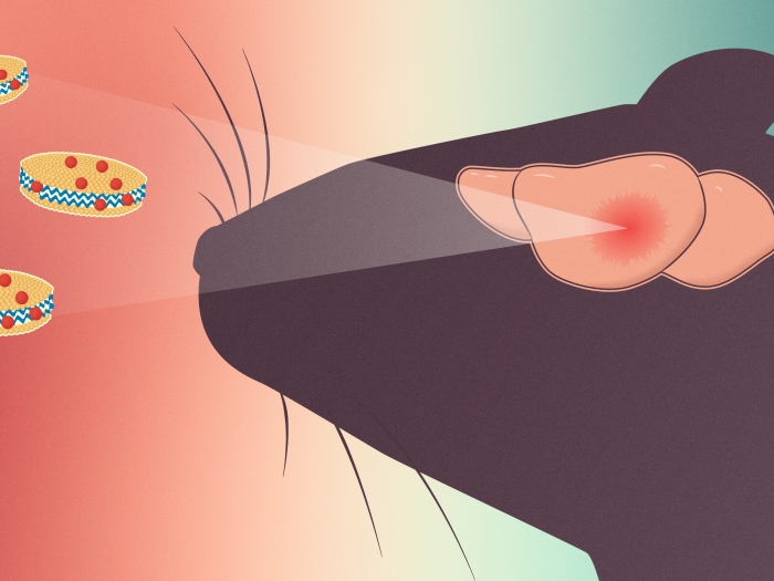 mouse seeing three cookies with red dots out of brain
