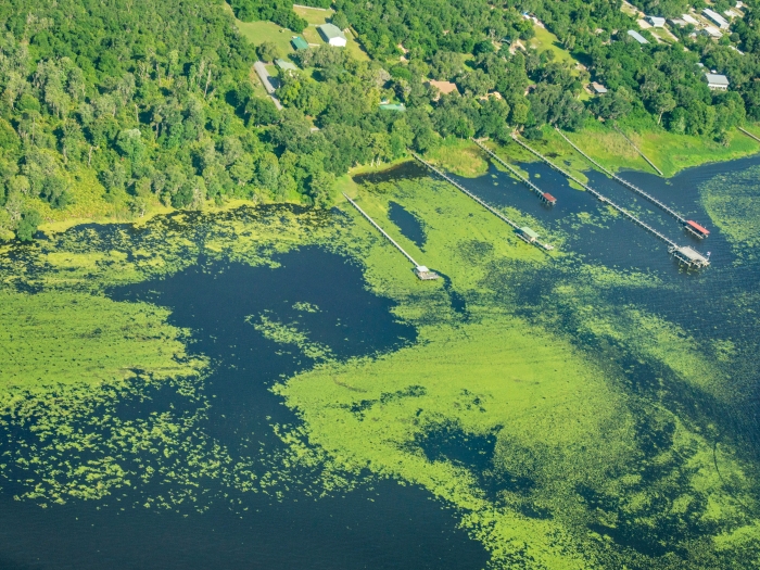 algae green spread all over lake by forest edge from high view