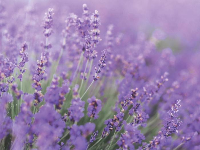 Soft close-up image of purple flowers