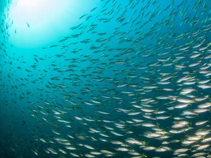 lots of the same fish swimming inside blue teal water