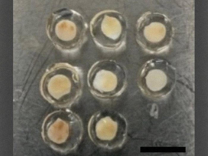 close up of white clear circles with pale ivory in middle
