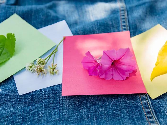 Variety of flowers and leaves placed on colored paper squares
