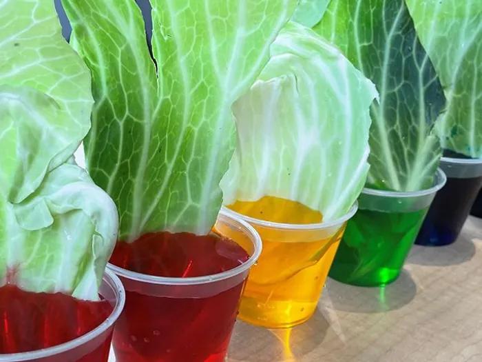 cabbage leaves lined up in cups of different color water mixtures