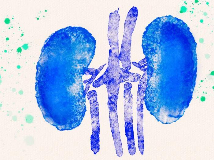 kidney drawn blue purple and light green