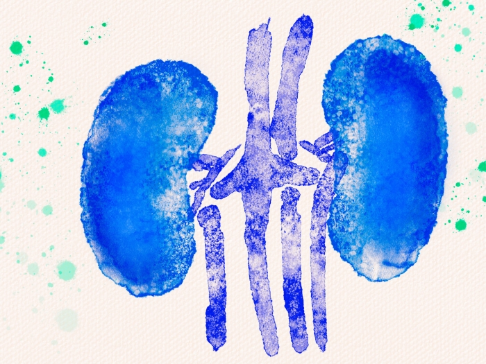 kidney drawn blue purple and light green