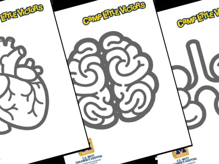diagrams of heart, brain, lungs for print-out and coloring
