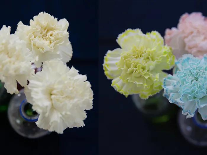 color-changing flowers in vases - yellow, pink, blue and white