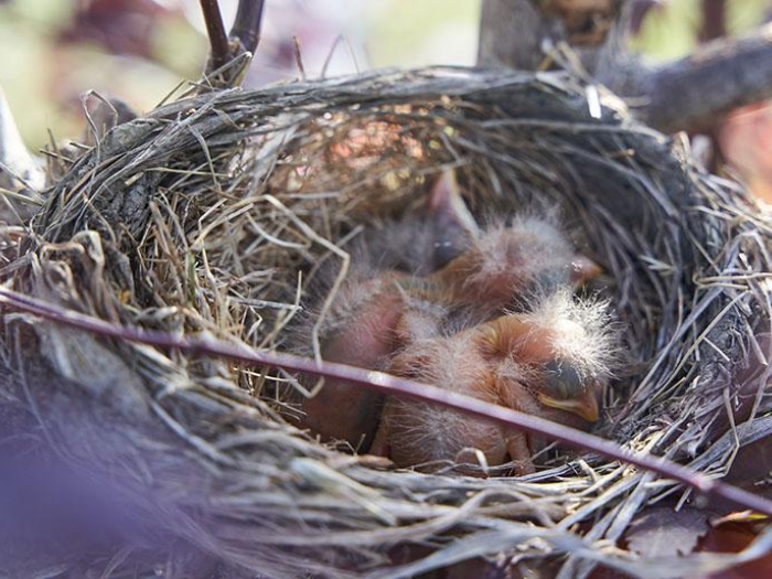 Baby birds in nest