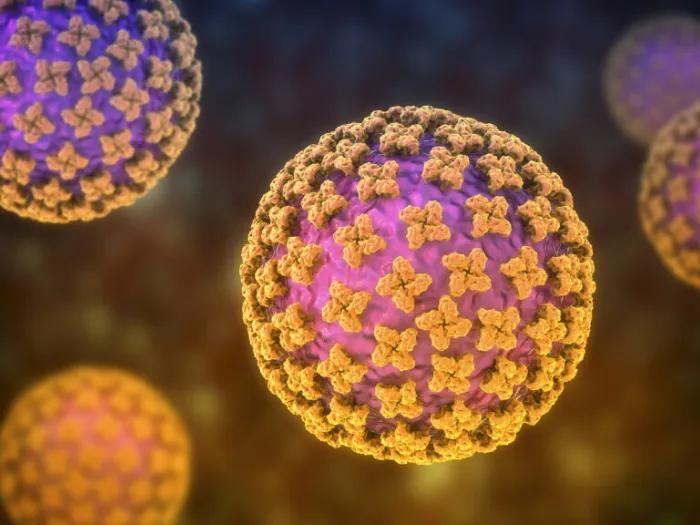Computer illustration of hantavirus particles 