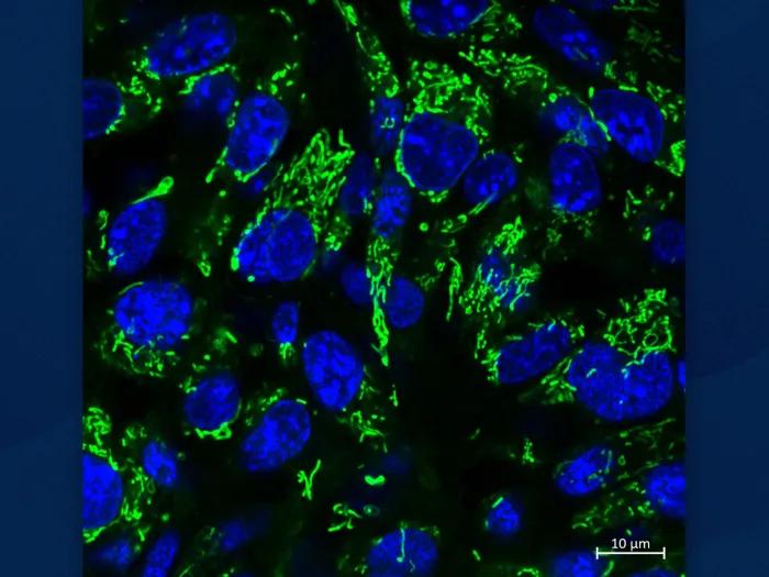 cells close up blue and green background microscope