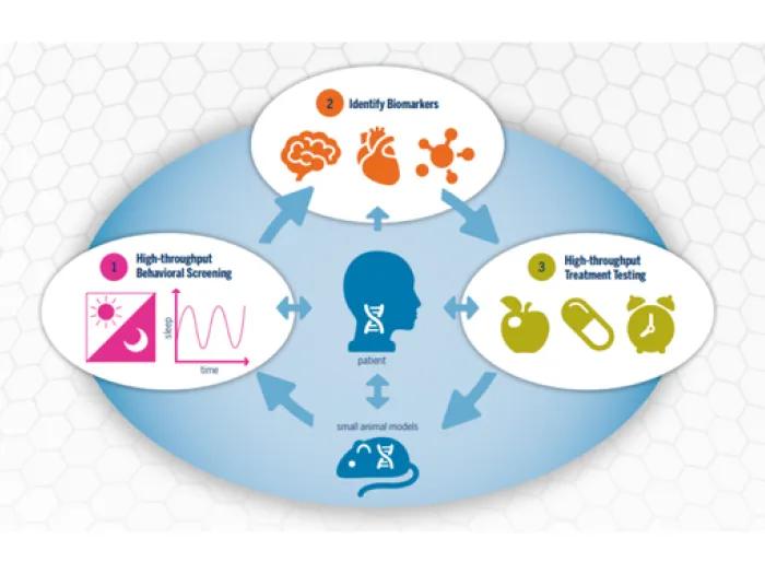 Diagram of a precision medicine pipeline linking patients with small animal models through three stages: high-throughput behavioral screening of sleep and activity, identification of brain, heart and molecular biomarkers, and high-throughput testing of dietary, drug and time-based treatments.