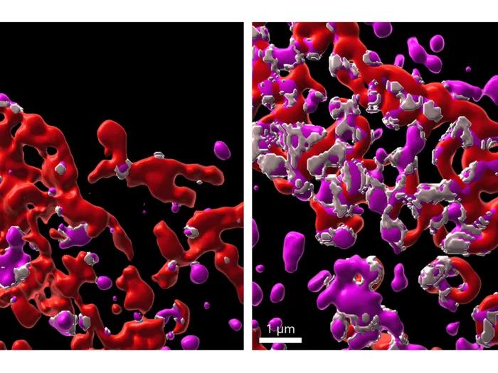 Perforin increases endosomal-mitochondrial contact sites in tumor cells. Left is without perforin; right has perforin.