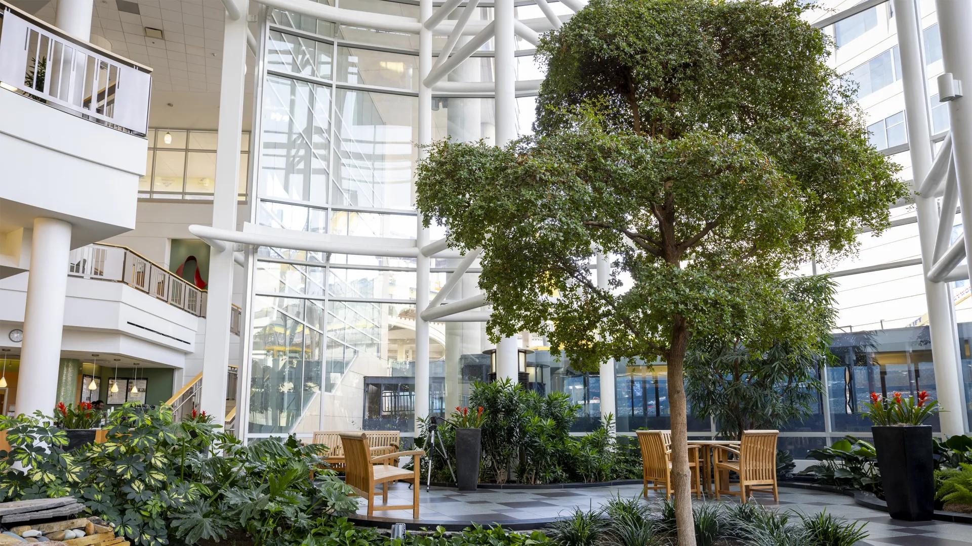 Internal view of Frankel Cardiovascular Center atrium with tree in center and glass windows showing outside