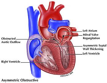 Normal heart medical illustration